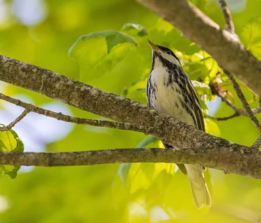 Birding on the Hill (Marshfield)