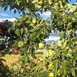 Harvest Tour