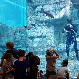 Lake Michigan Divers
