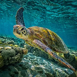 SHOW RECEPTION - Florida Life