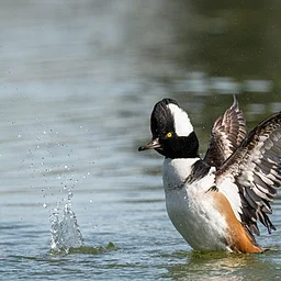 Wintering Ducks
