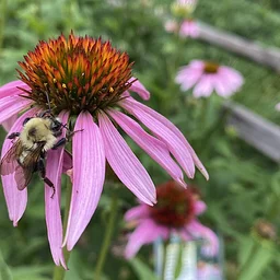 Green Lake Gardening
