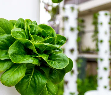 Hydroponics
