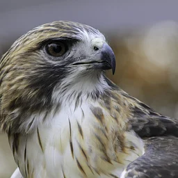 Live Birds of Prey