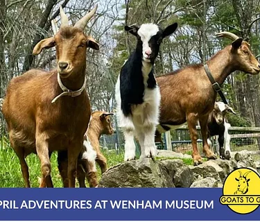 Goat Mingle with Goats to Go