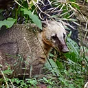 Nature Explorers – Coatis