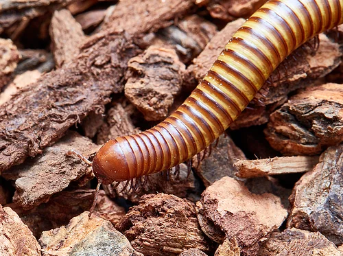 ROAR Connections: The Buzz on Bugs