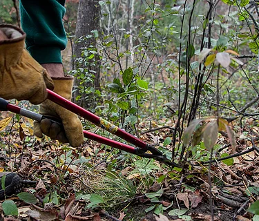 Fuller Forest Preserve Invasive Plant Pull