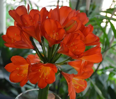 Talk and Demonstration: Dividing and Re-potting Clivias