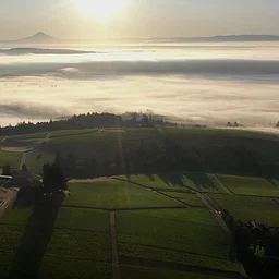 Domaine Drouhin Oregon