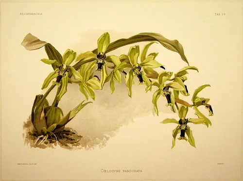Reichenbachia: A COTERIE OF ORCHIDS