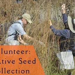 Volunteer: Native Seed Collecting at TNI