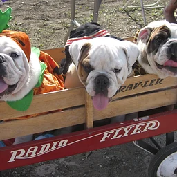 Halloween Dog Parade