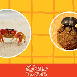 The Wonderful World of Detritivores