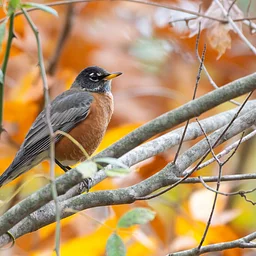 Birding at the Bartlett - October 24