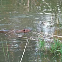 Free Environmental Education Programs