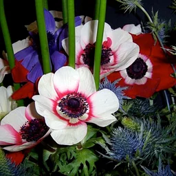 Members-Only Tour: Patriotic Plants