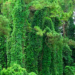 Invasive Plants