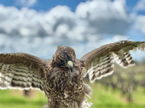 3rd Annual Hawk Walk at Andis Wines