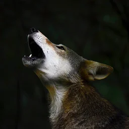 Under the Wolf Moon: Red Wolves and Mindful Trails