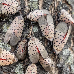 Spotted Lanternfly ID and Trapping