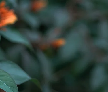 Plants and People: An Ethnobotany Walk with Horticulture Manager Taylor Walker