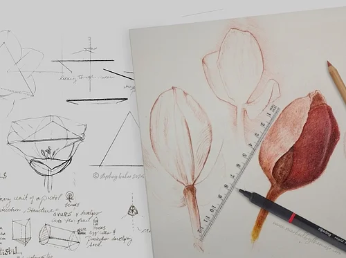 Drawing Tulips: A Study of Form, Light, and Observational Wonder