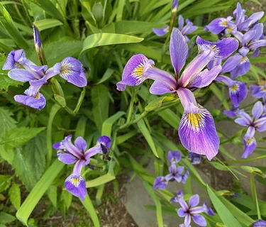 2026 Spring Native Plant Sale