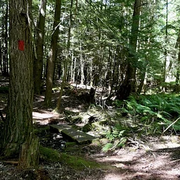 A Gentle Introduction to Trail Running