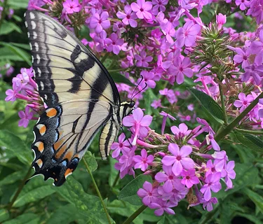 Nature at Night: Pollinators