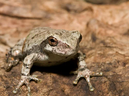 Identifying Regional Frogs by Sight & Sound