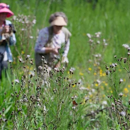 Myakka Headwaters Fall Butterfly Count