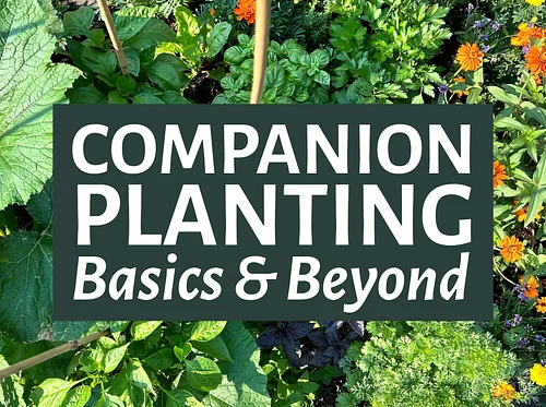 Companion Planting Basics & Beyond
