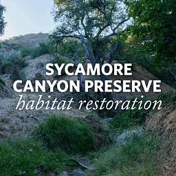 Sycamore Canyon Preserve Habitat Restoration