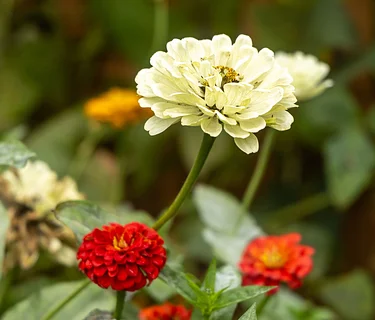 Mother’s Day Plant Sale