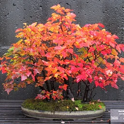 Bonsai Exhibit Talk and Tour with Arthur Joura