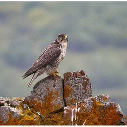 RAPTORS! Rescue, Rehabilitation and Research