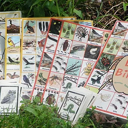 Bird and Bug Bingo!