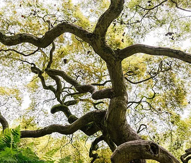 Garden & Estate Insider: Forest Bathing