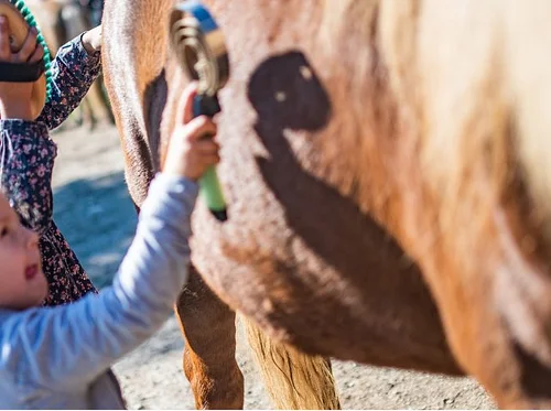 Equine Education Day at Prado Equestrian Center