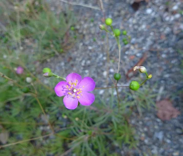 Botanize the Barrens at Nottingham Park Serpentine Barrens