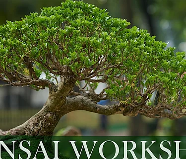 Bonsai Workshop