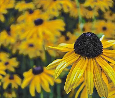 AARP: Utilizing Native Plants in Your Landscape