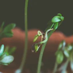 The Magic of Microgreens