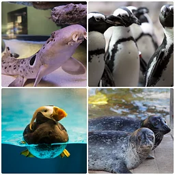 Sparky and Friends: Aquatic Encounters presented by Blaze Credit Union