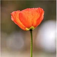 Altadena Historical Society