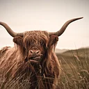 Webb Cattle Company
