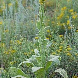 Smokable Plants for Wellness & Ritual