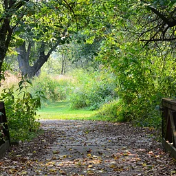 Listening to Nature
