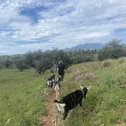 Hike with Goats
